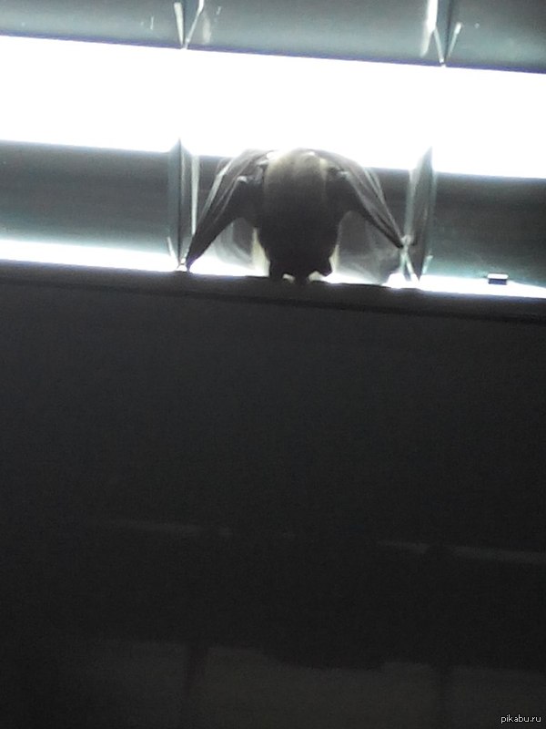 А у нас в универе утром летучая мышь спала на лампе