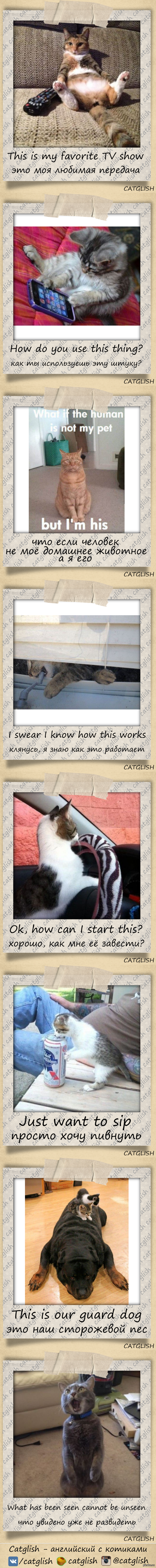 Catglish - английский с котиками