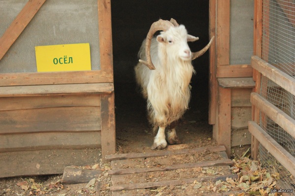 � ������ ���