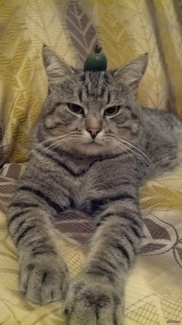 Мой пятничный кот в зеленой шляпке