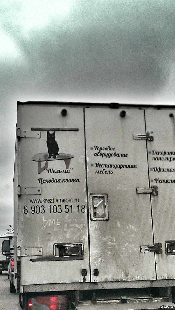 Means food, and then ... Rogue)) - cat, Friday, My, My, Marketing, Auto