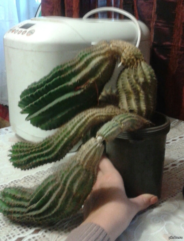 Вот такой кактус у моей мамы
