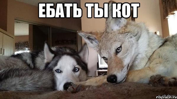Мои лапочки (с) | Пикабу