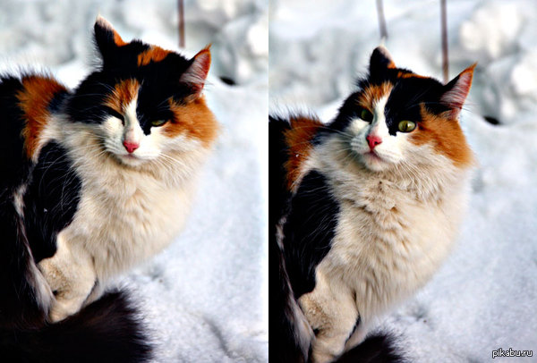 немножко упоротой кошки :)