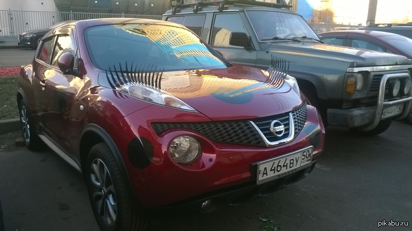 Такую "красавицу" встретил на улице.