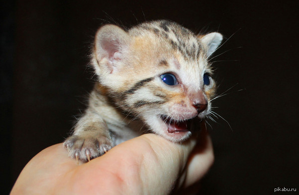 Эй, не стойте слишком близко, я тигренок, а не киска)))