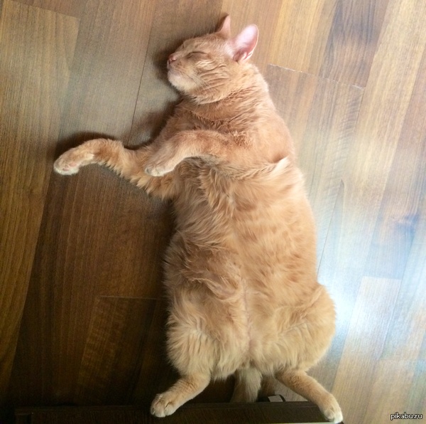 ������ ������ �����, ������ ������.