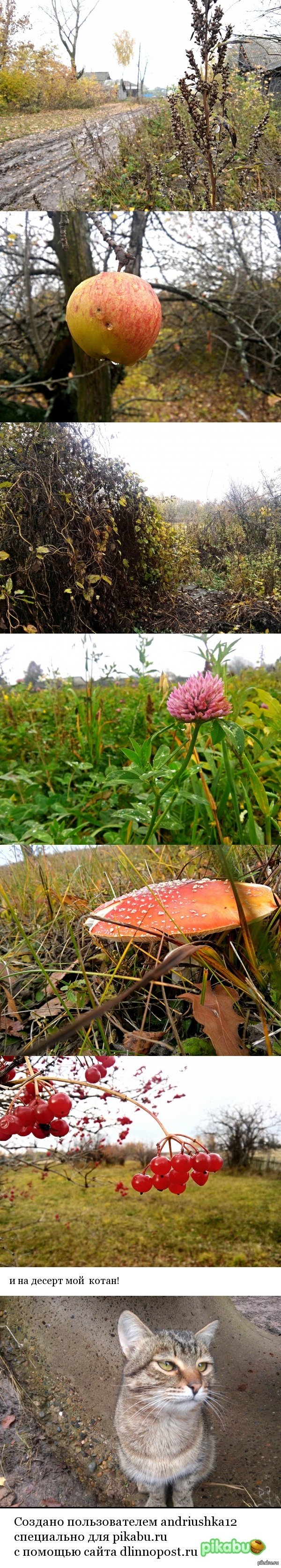 осенние фото