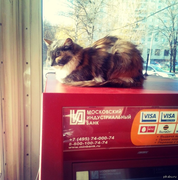 Общажная кошка