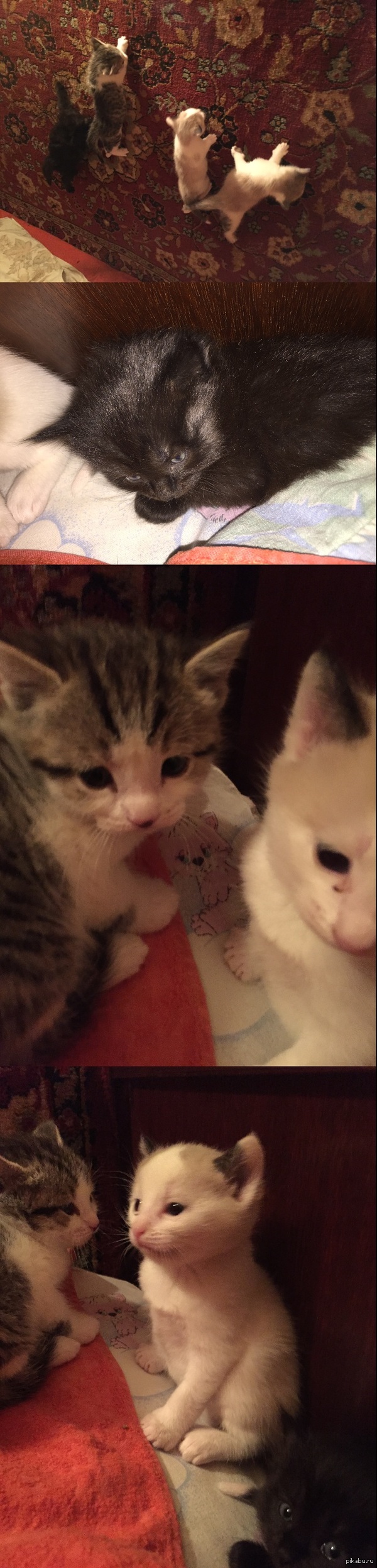 Милые маленькие домашние котейки ищут добрые любящие руки в Москве и области!