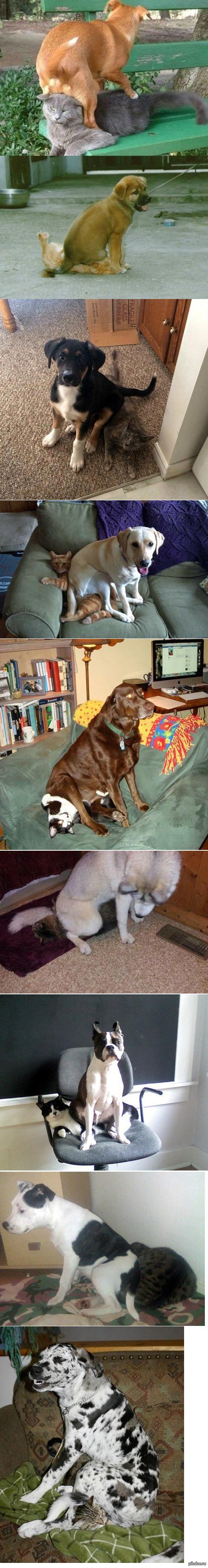 ������ �������