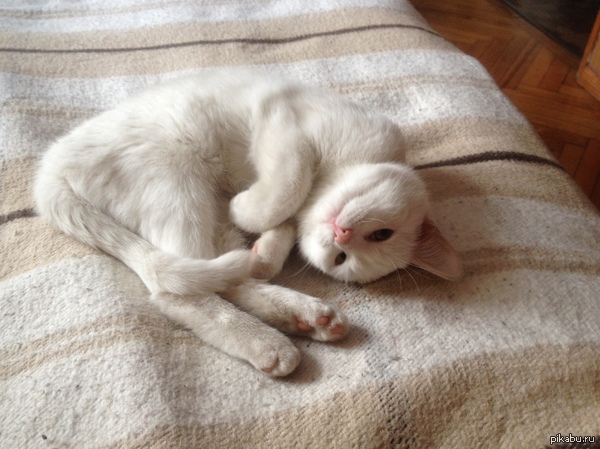 ���� �� ��� �������?