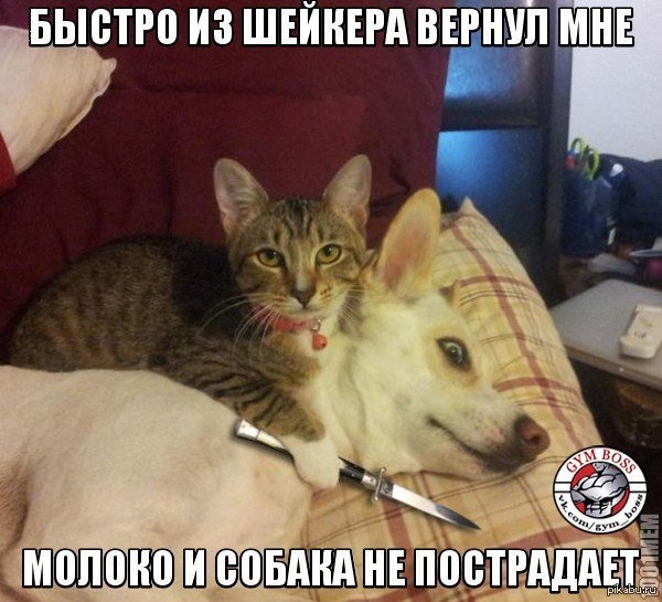 Выполните условия и никто не пострадает!