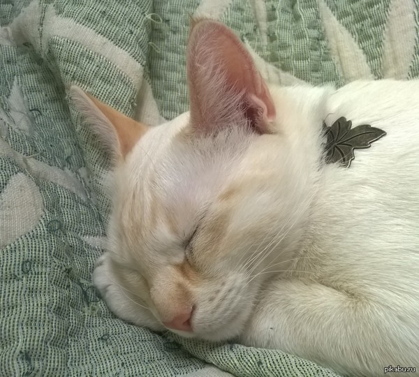 Колбаса наверно снится... Или море клубков шерсти.