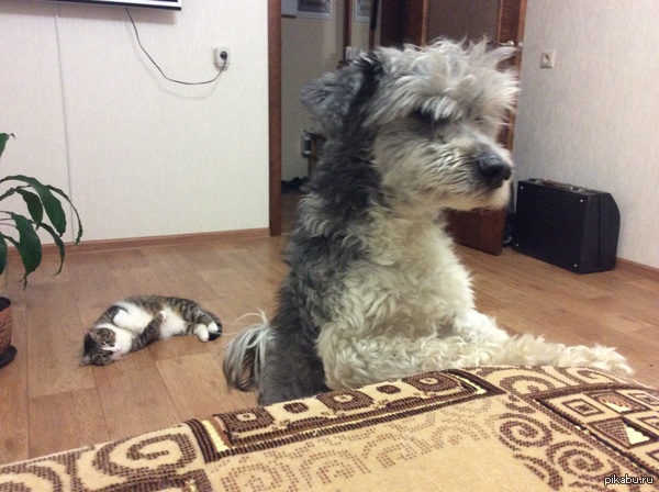 Барышня и хулиган