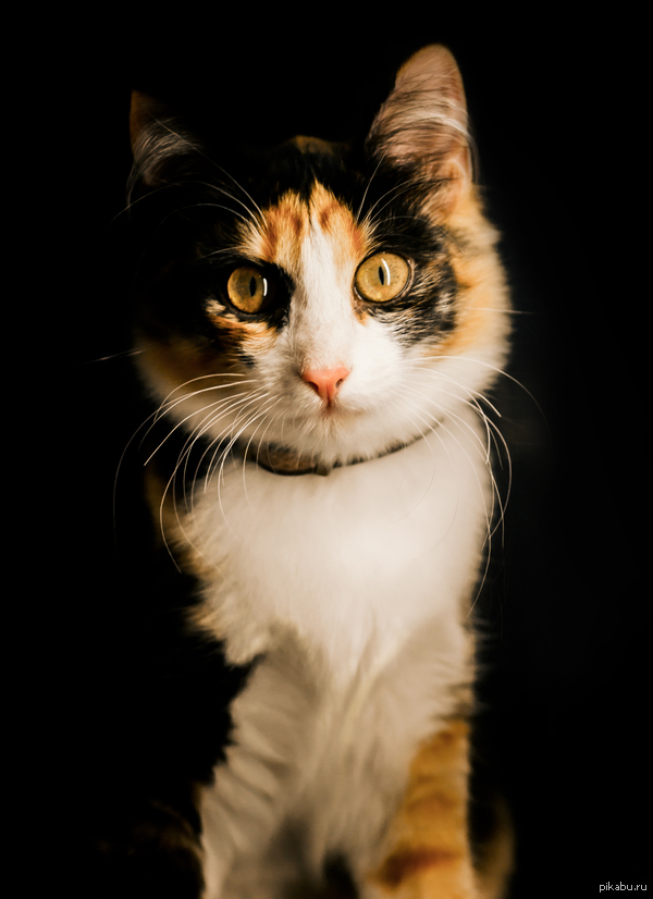 Cat portrait - My, cat, The photo, Portrait, My