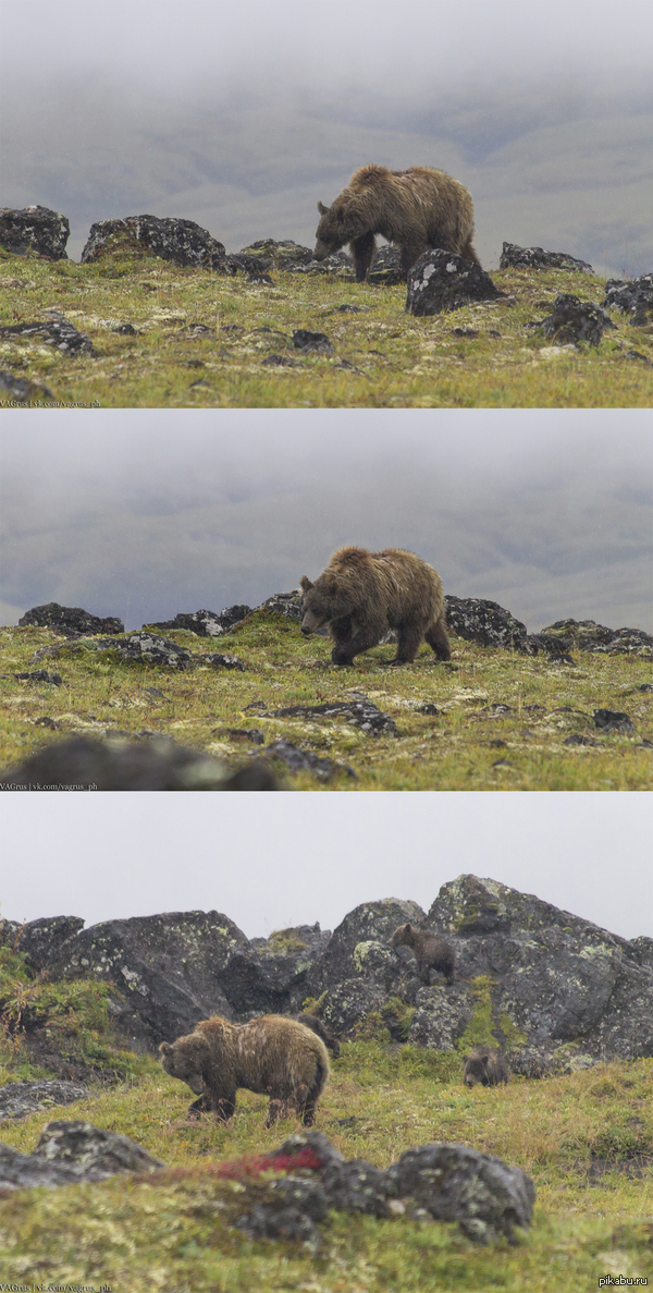 Мои первые фотографии медведя