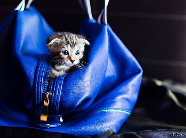 Милый котейка.