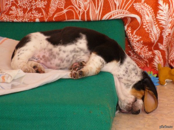 ������� ��� ��� �����������, ������ �������