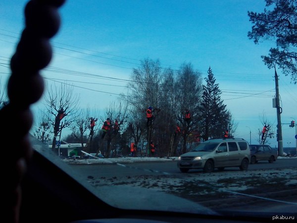 Снегири прилетели