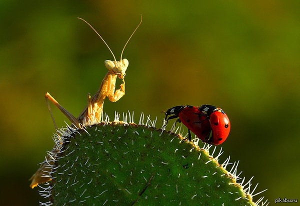 ������! � ��� �� ��� �������? �?