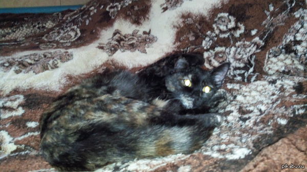 Питомец Раз уж на пикабу не любят тонкий велоюмор, то вот вам фото моего питомца