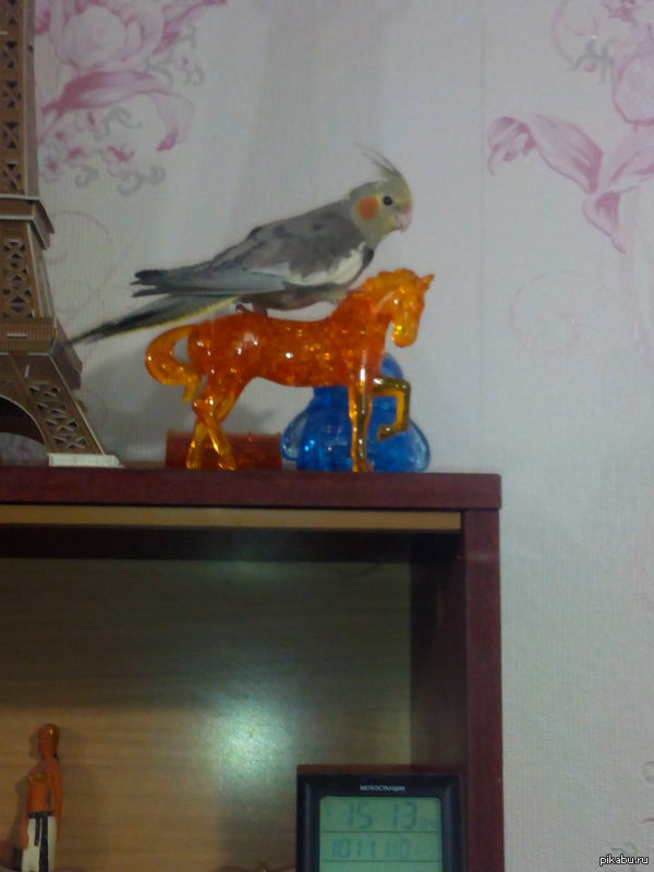 Наш юный наездник на коне своем ретивом. Иго-го моя лошадка!