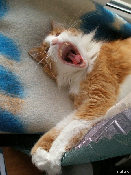 БАМБАЛЕЙЛООООООО!БАМБОЛЕЙЛООООООО...