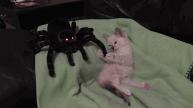 Включи кот паук. Кот паук. Костюм паука для кошки. Котик в костюме паука. Гибрид кота и паука.