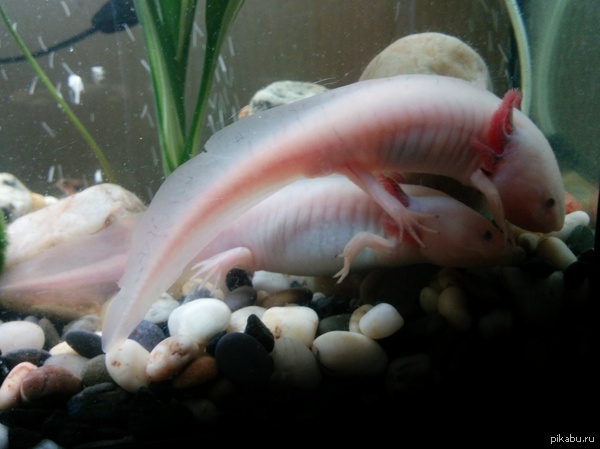 Розовая тантра