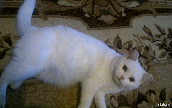 ��� �������, ����������, � ����������� ����� � ���������, ��������� ��������� � ������� ���, ��� ����� ��� ��������. ��� ��� � ������ ���.