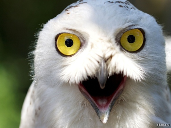 � ��� ������������� ������ � ����� � �����...