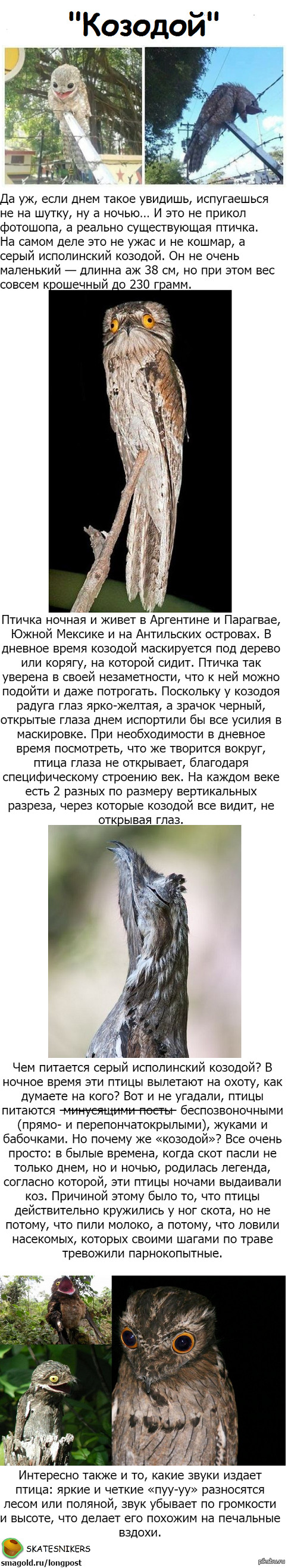 Про птицу пост. | Пикабу