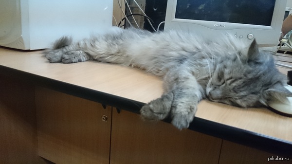 ������ ����.