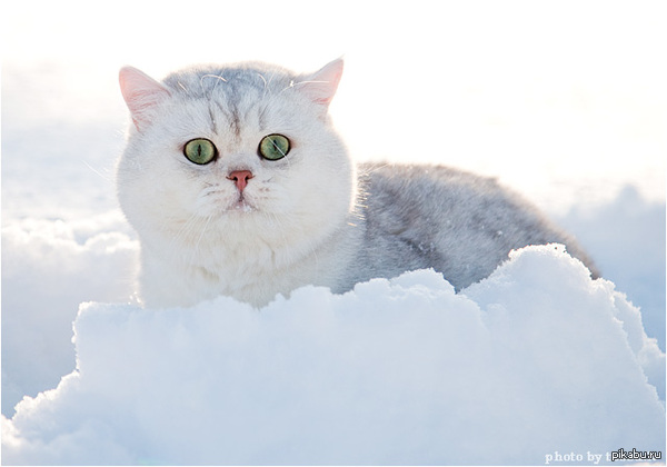 �����������, ���������) ��������� �� ������ � ��� ����� ���������� ������ � ���� RP � League of Legends