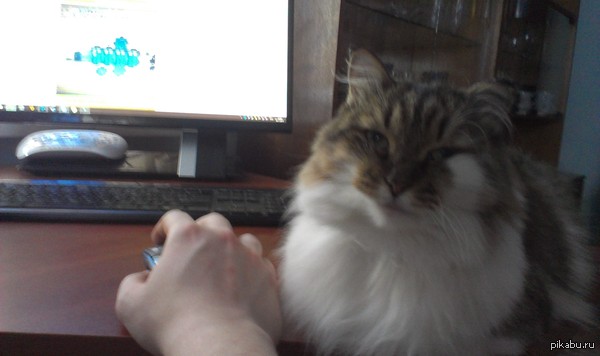 Хозяин чего ты мышку гладишь? Лучше меня погладь!