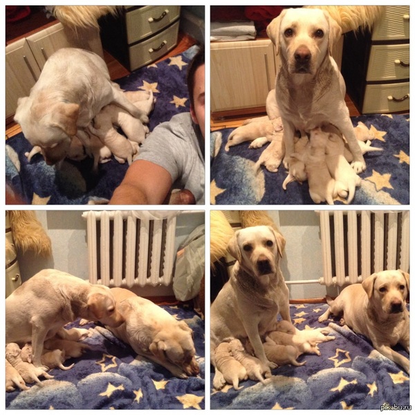 ������� �������