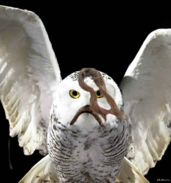 Тарас Букля