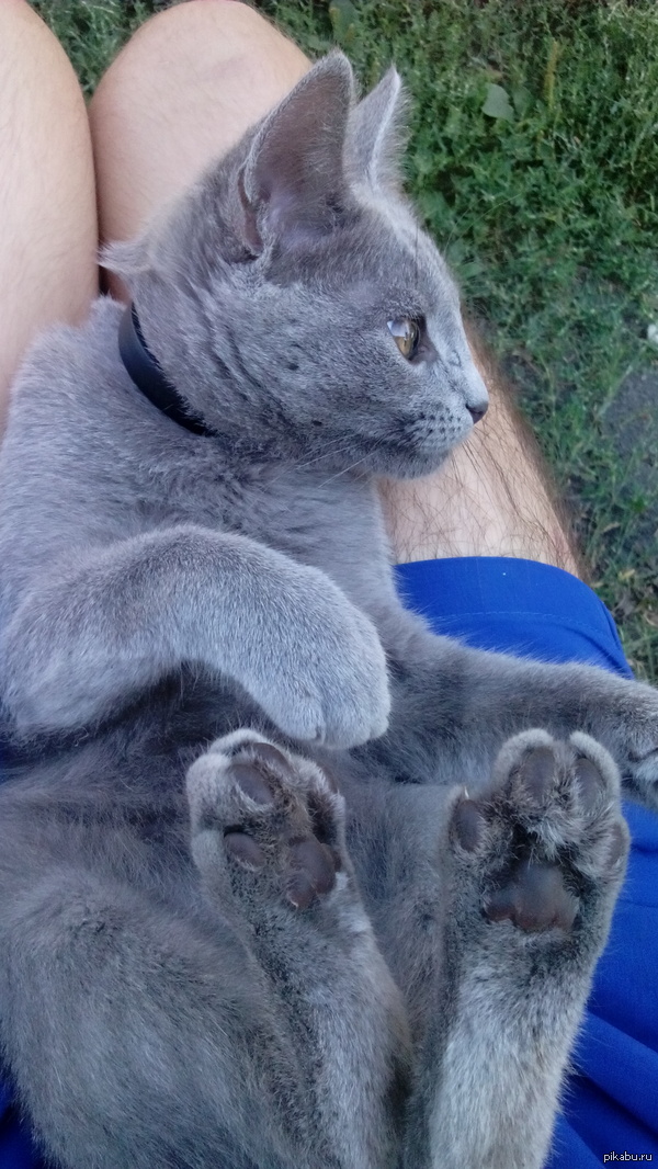 Просто лапки :3