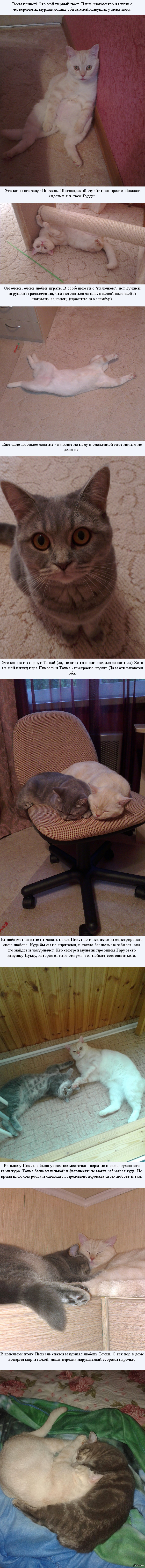 Мои котейки