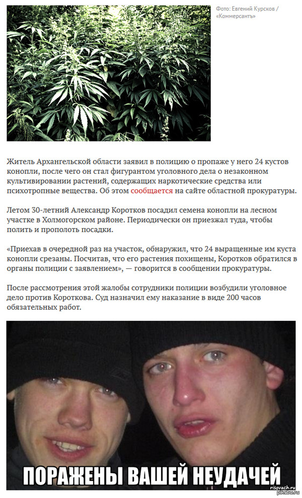               http://lenta.ru/news/2014/11/17/hemp/