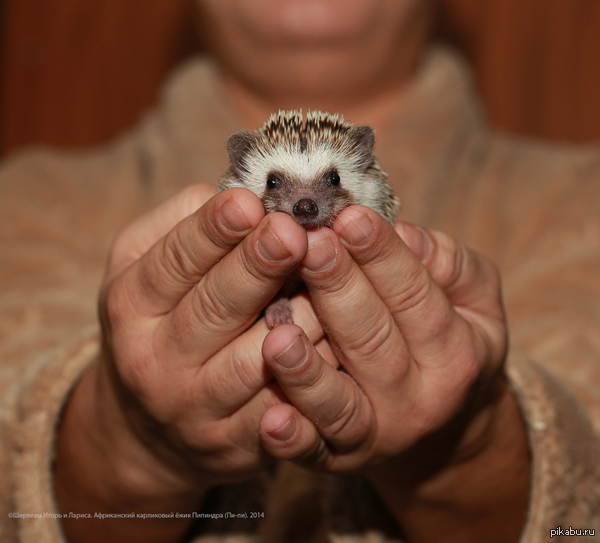 Ээээ... Пипиндра в ладошках. :-)