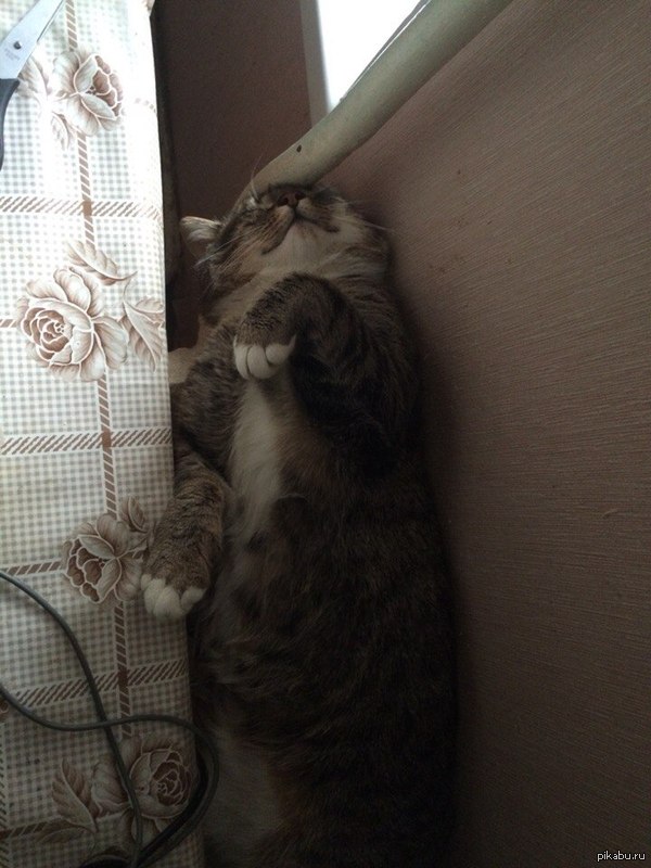 Мой "Тигр" :3