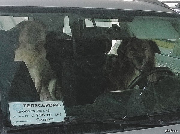 Лучшая охрана для Вашего авто!))