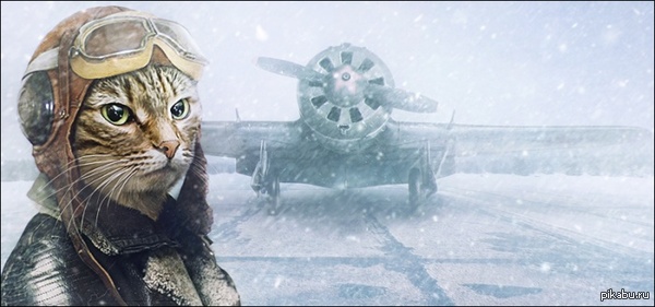 Кот и Самолёт