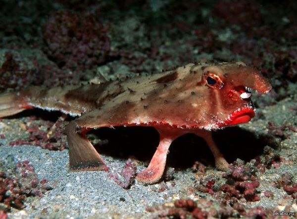 ������� ������� �������� ����