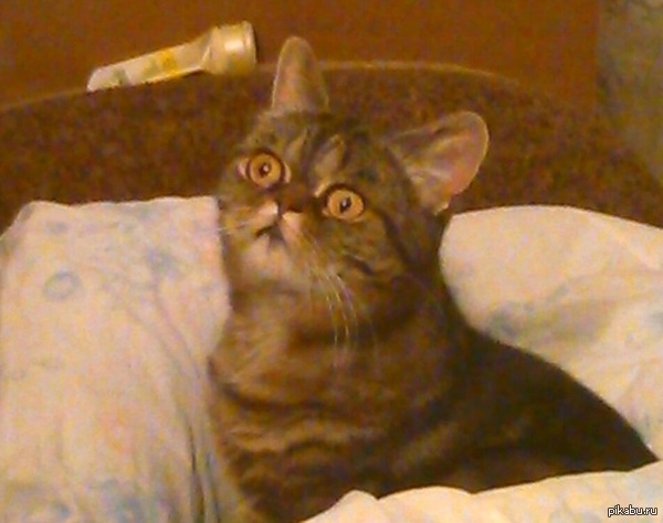 ��� ����� ��������� ��� ���))