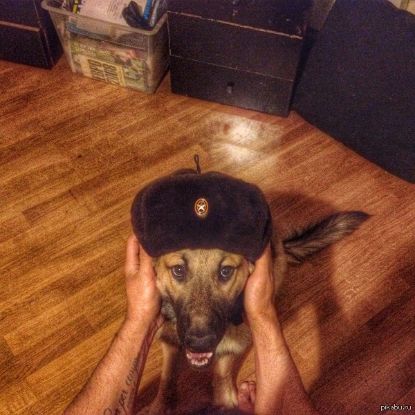Russian Dog