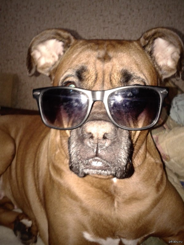 just a boxer with glasses... - Boxer, Dog, Seriousness, Glasses