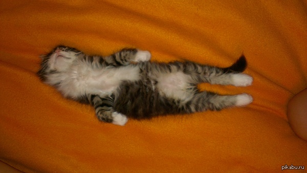 ����� �������